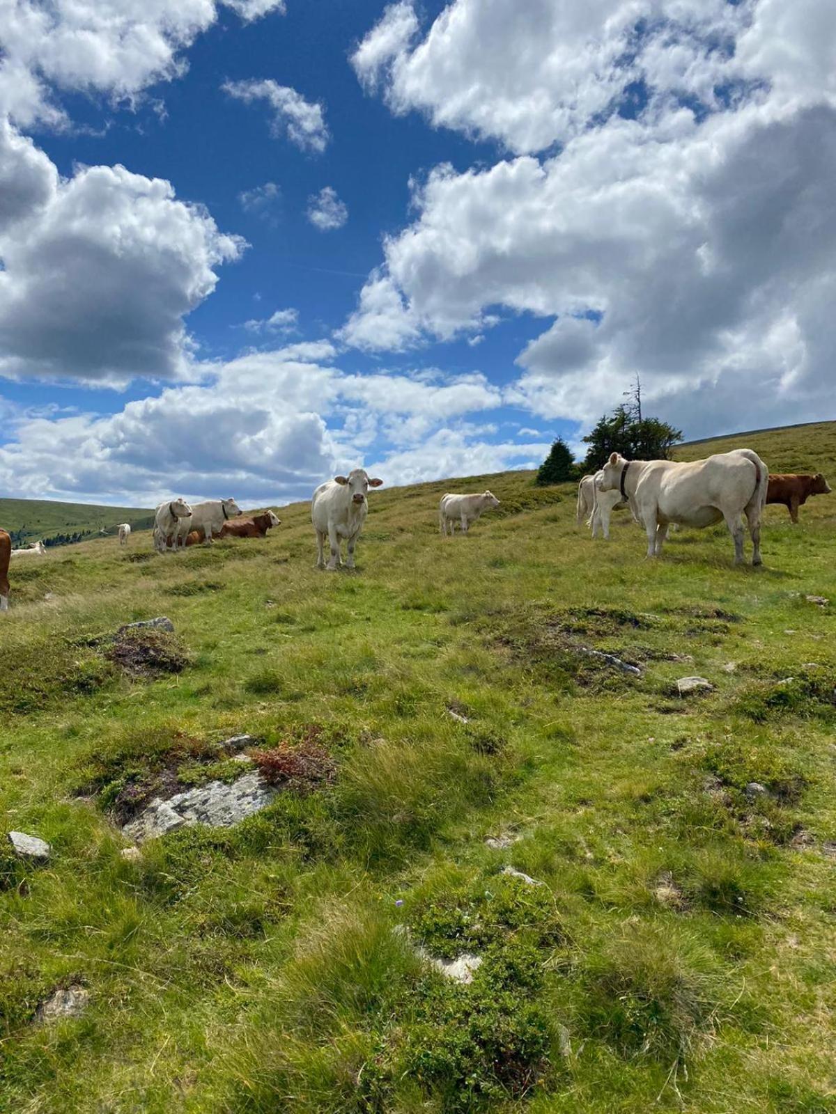 Ferienwohnungen Klimbacher Wolfsberg Kamer foto